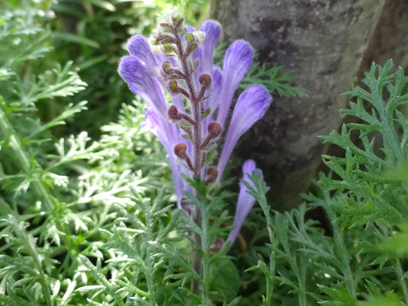 �^�c�i�~�\�E�i���Q���A�w���FScutellaria indica�j