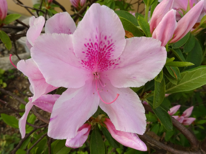 �q���h�c�c�W�i�����U�P�A�w��: Rhododendron �~ pulchrum�j�j