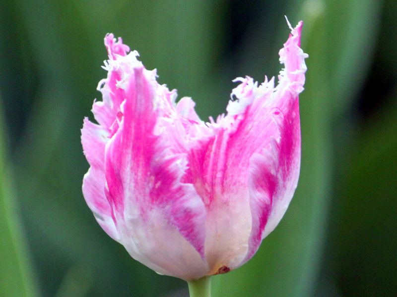 �`���[���b�v�Ehousetenbos