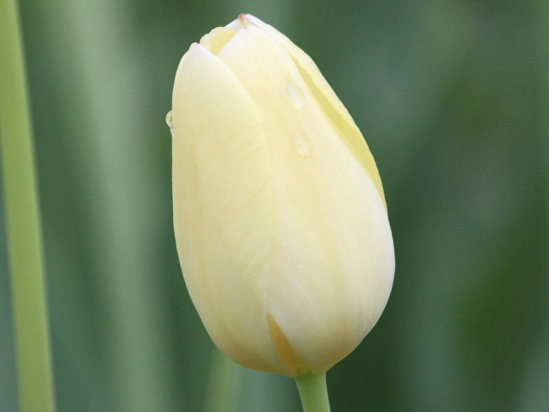 �`���[���b�vcream-perfection