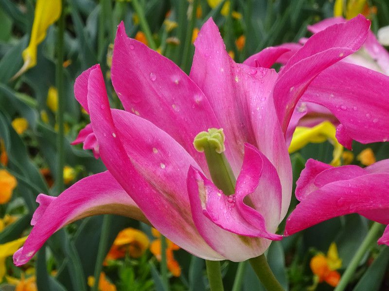 �`���[���b�v �t�����T(Tulip 'Florosa')