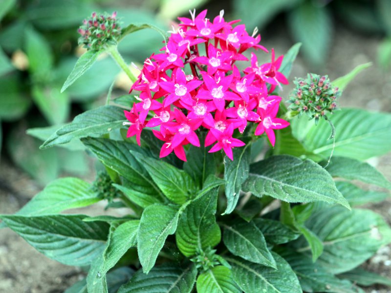 �y���^�X(Pentas)