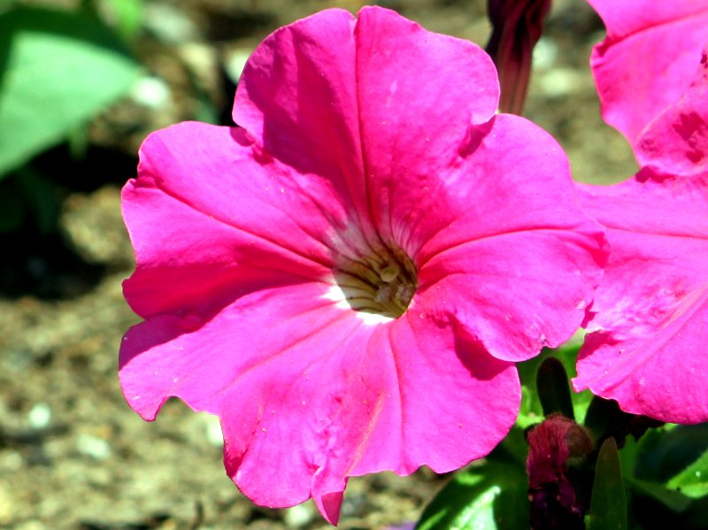�y�`���j�A(Petunia)