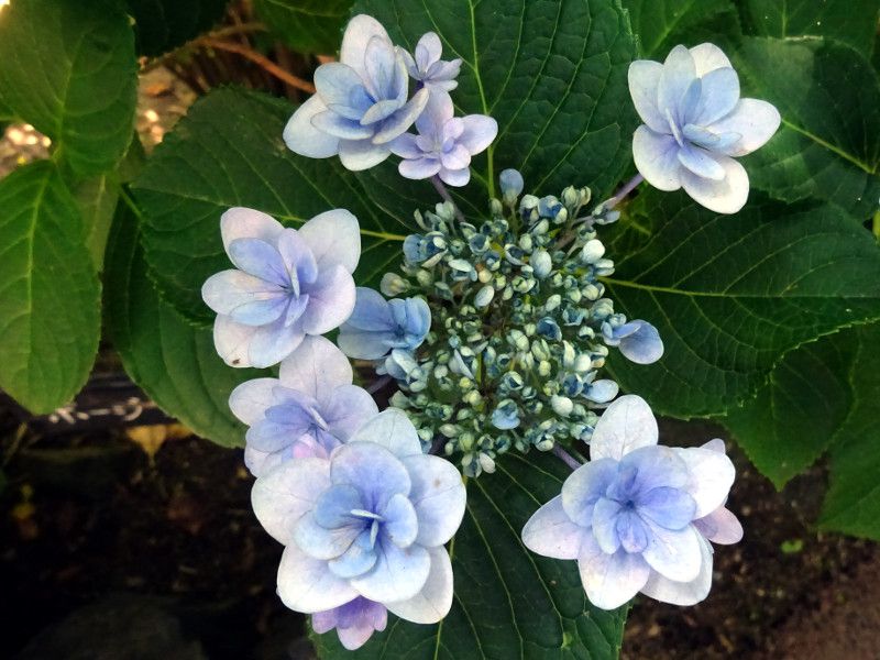 posy bouquet lala