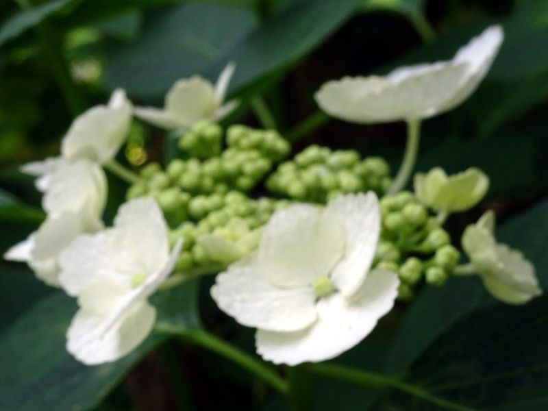 �����O�t���E �z���C�g