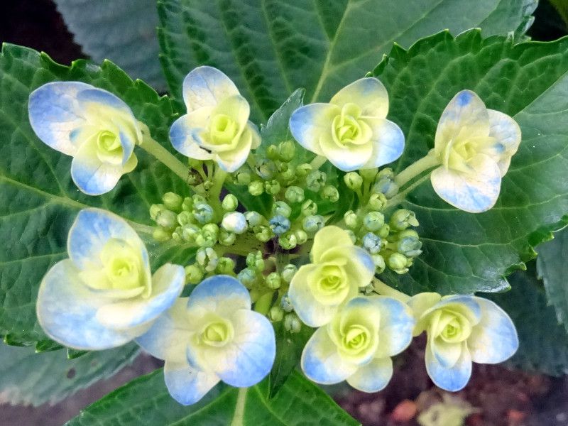 posy bouquet kacy