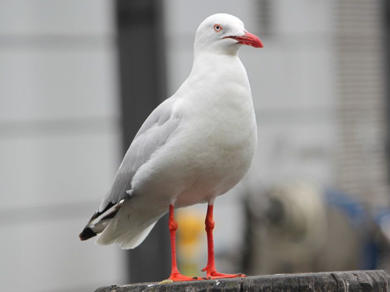 �M���J����
