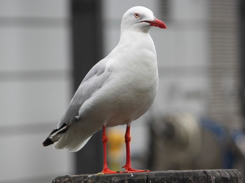 �M���J����