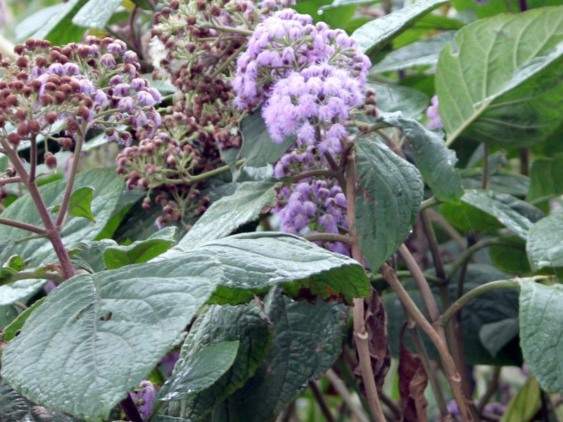 acmena-smithii