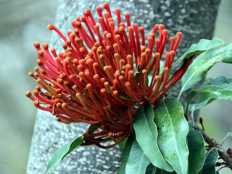 �c���[�����^�iTree waratah�j