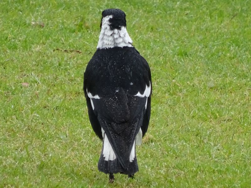 magpie