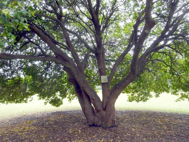 �V�W�M�E���E�X�~�e�B�iSyzygium smithii�j