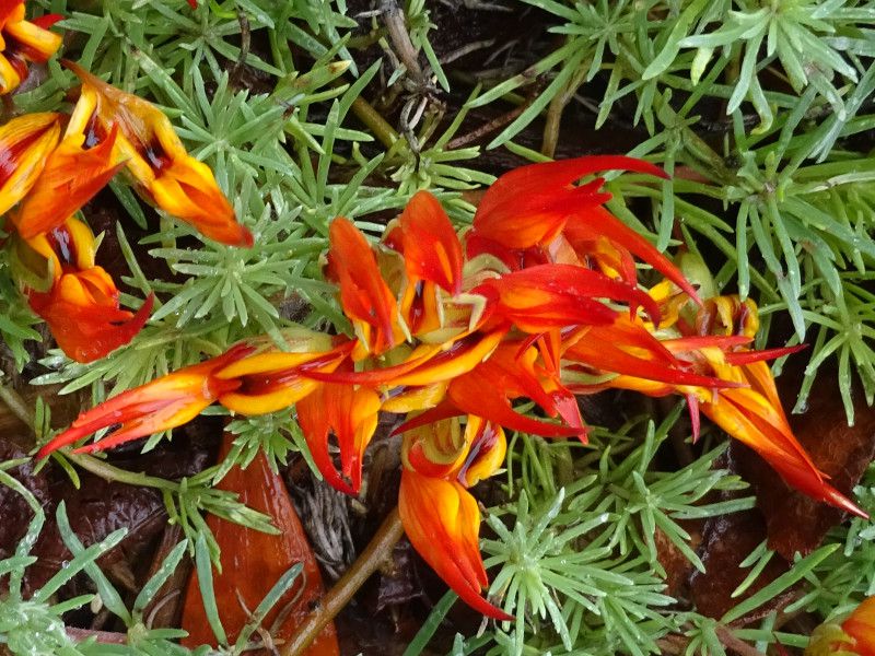 lotus-berthelotii