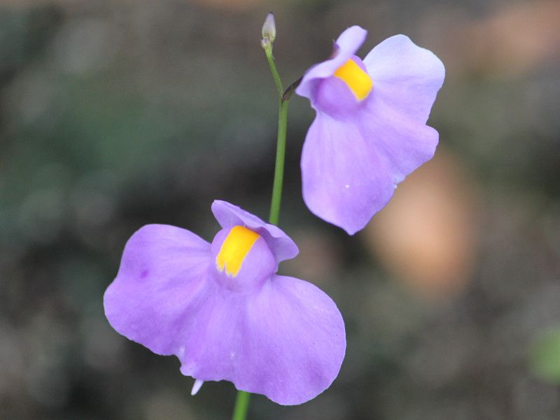 �E�g���N�����A�E�����M�t�H���A�iUtricularia longifolia�j