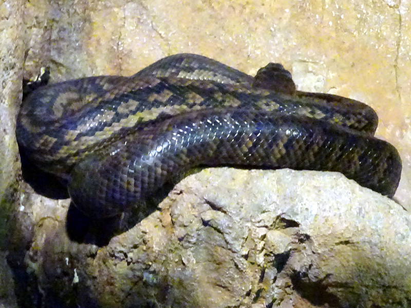 �X�N���u�p�C�\���iScrub python)