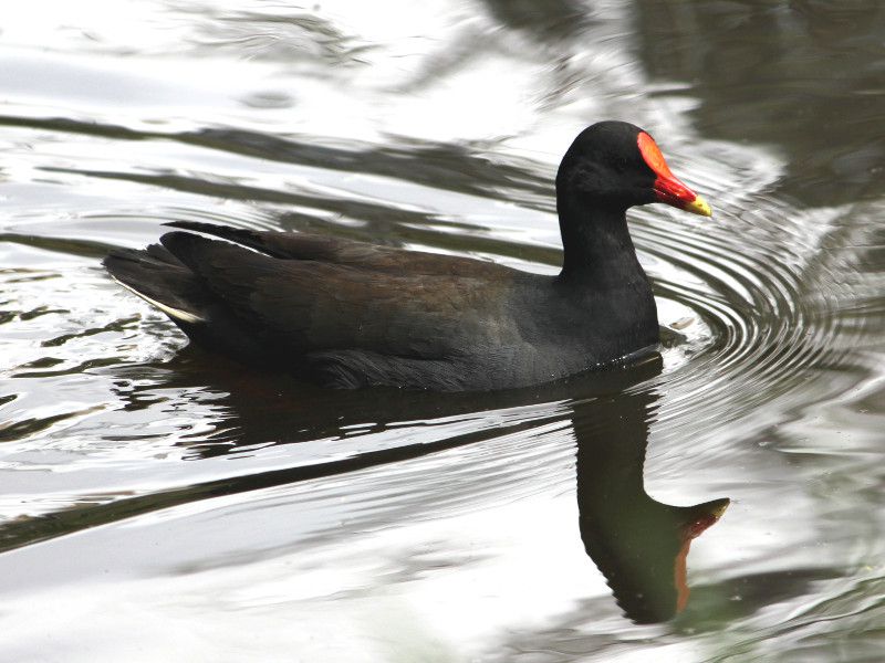 Dusky Moorhen�i�_�X�L�[����[�A�w���j