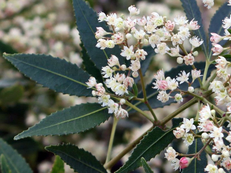�T�}�[�N���X�}�X�u�b�V���iCeratopetalum gummiferum�j