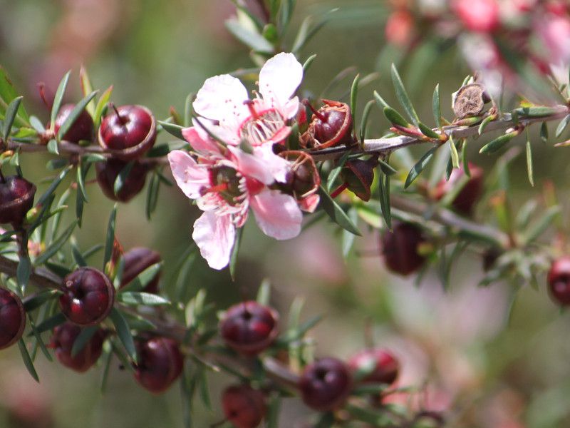 �M�������E�o�C pink cascade