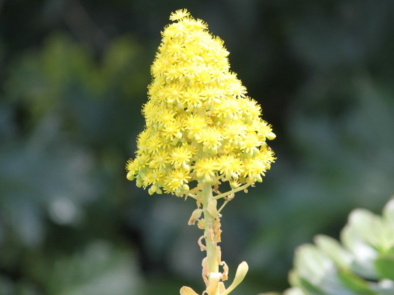 aeonium frutescens