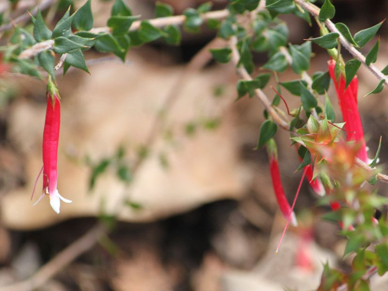 epacris longiflora(�t�N�V�A�E�w���X)