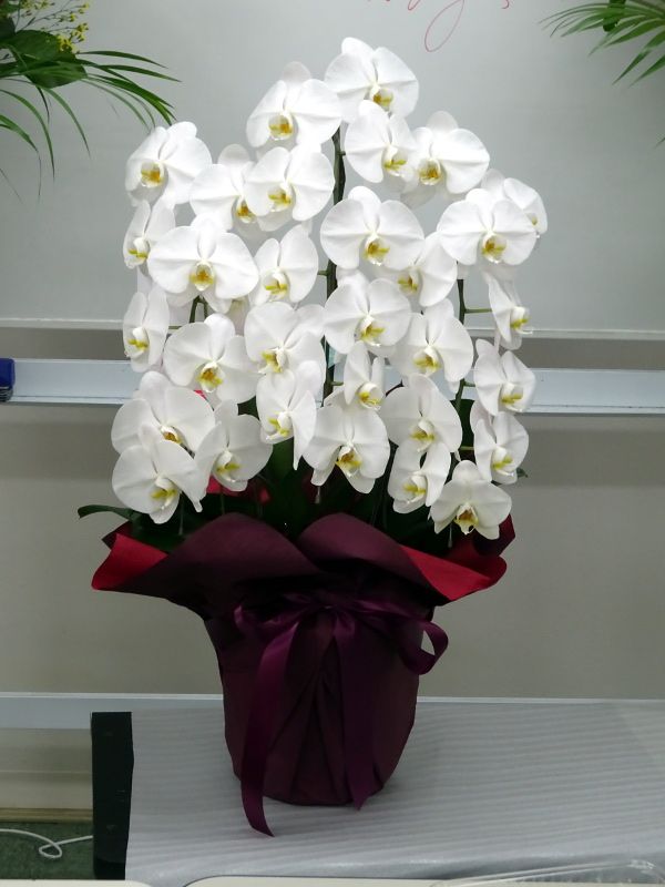 �Ӓ����i���Y�j