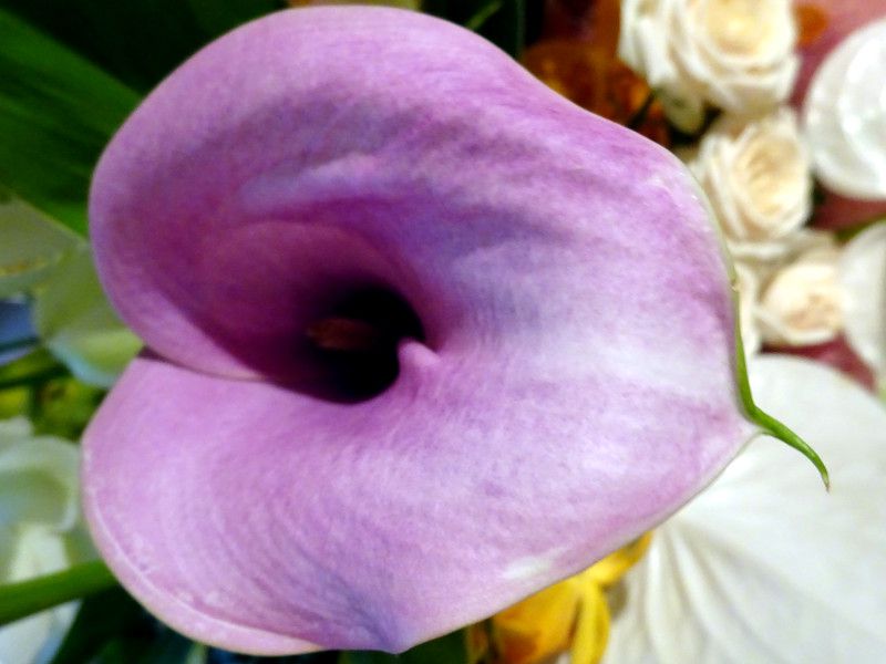 �J���[(Calla)���F