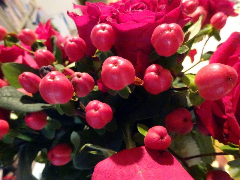 �q�y���J���E�A���h���T�G�}��(Hypericum androsaemum) 