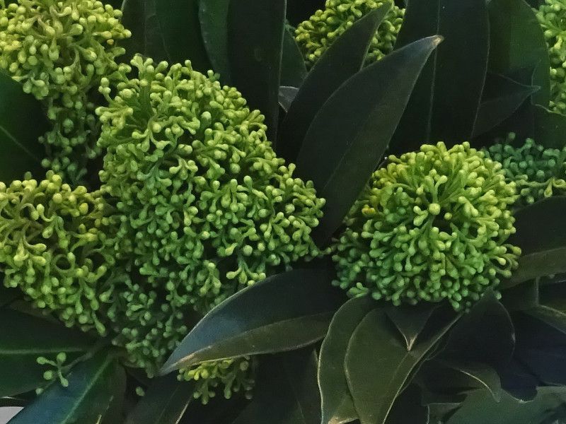 �X�L�~�A�E�z���C�g�O���[�u�E�z���C�g�O���[�u(Skimmia japonica 'White dwarf'