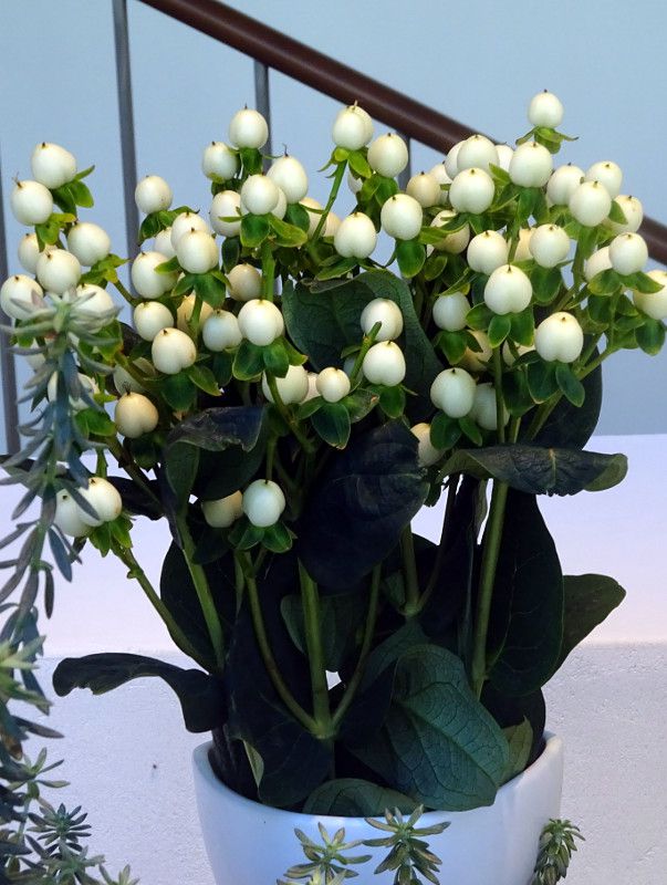 Hypericum