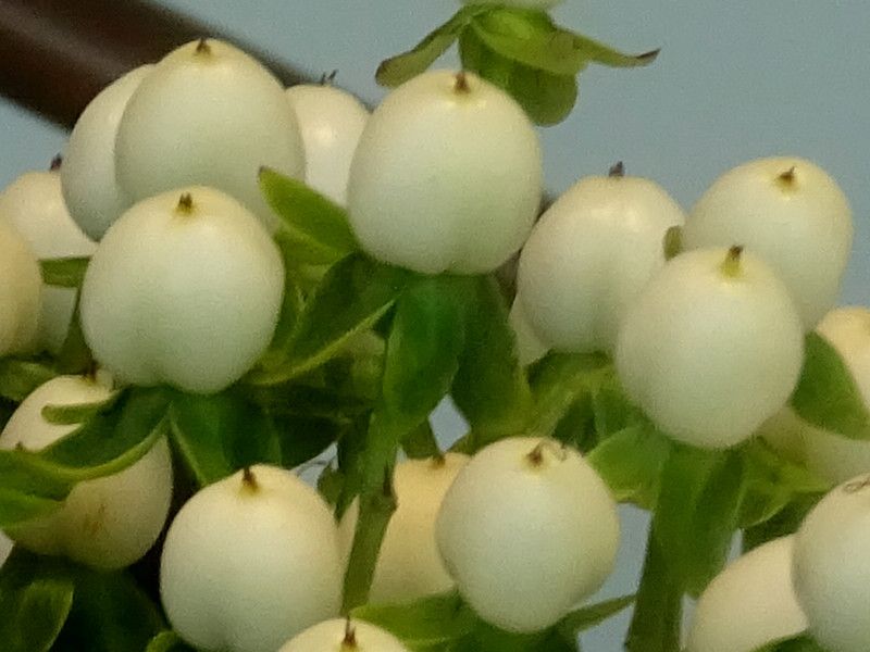 Hypericum