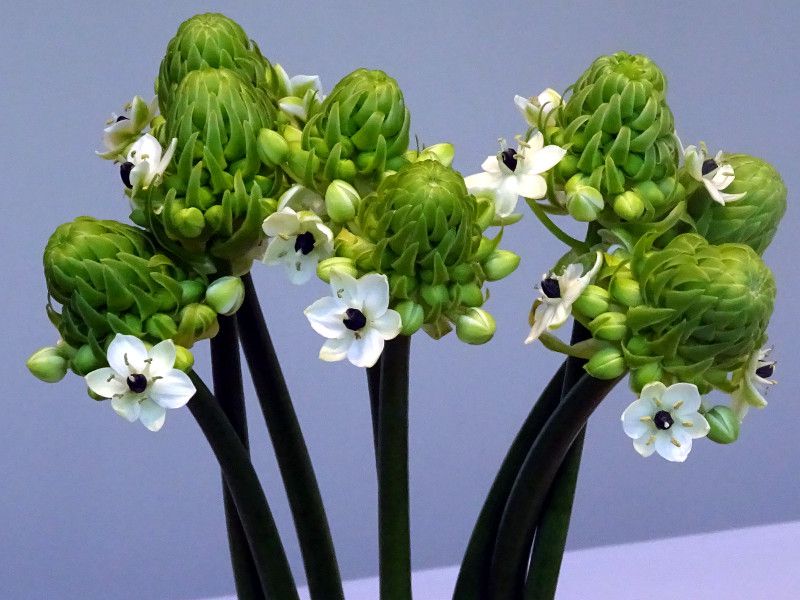 O. arabicum