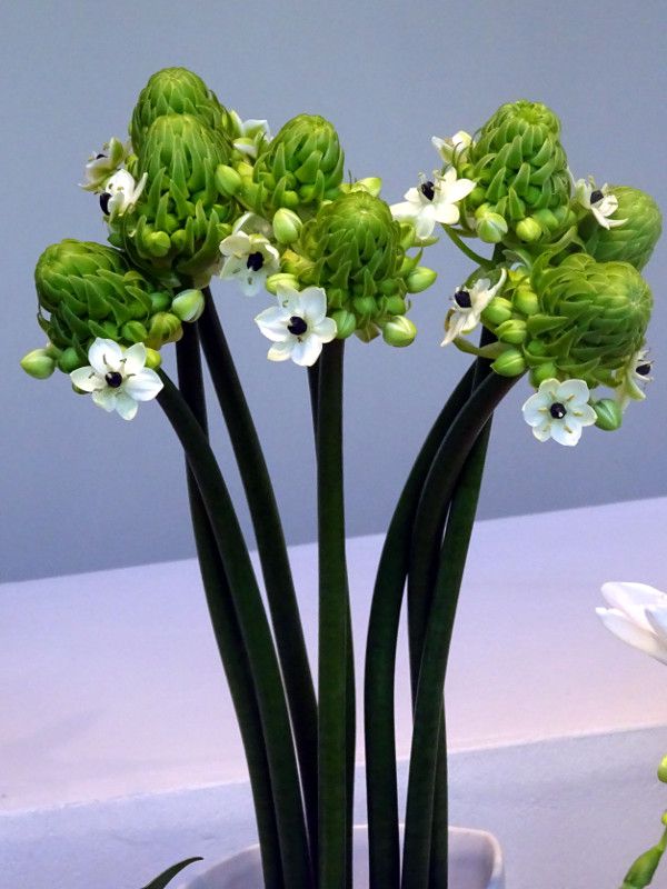 O. arabicum