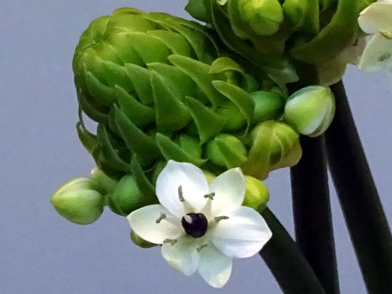 O. arabicum