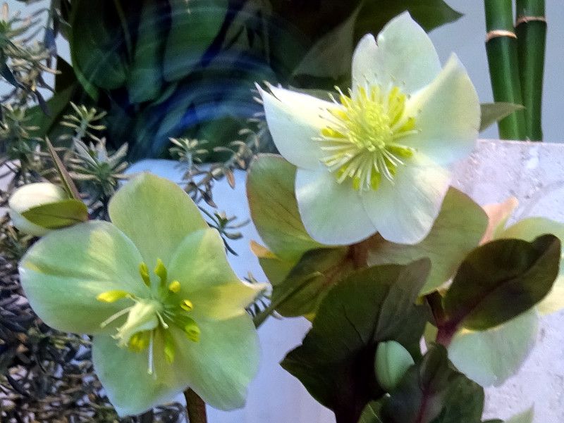 �w���{���X�E�j�Q��(Helleborus niger)