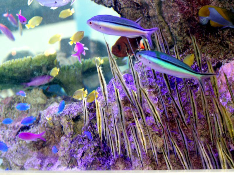�N�}�T�T�n�i�����ƃw�R�A��