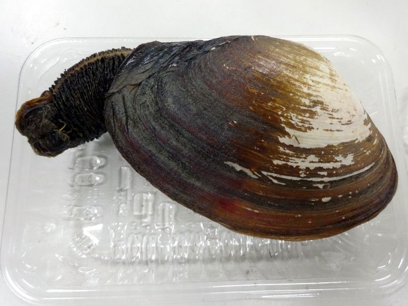 �݂邭��