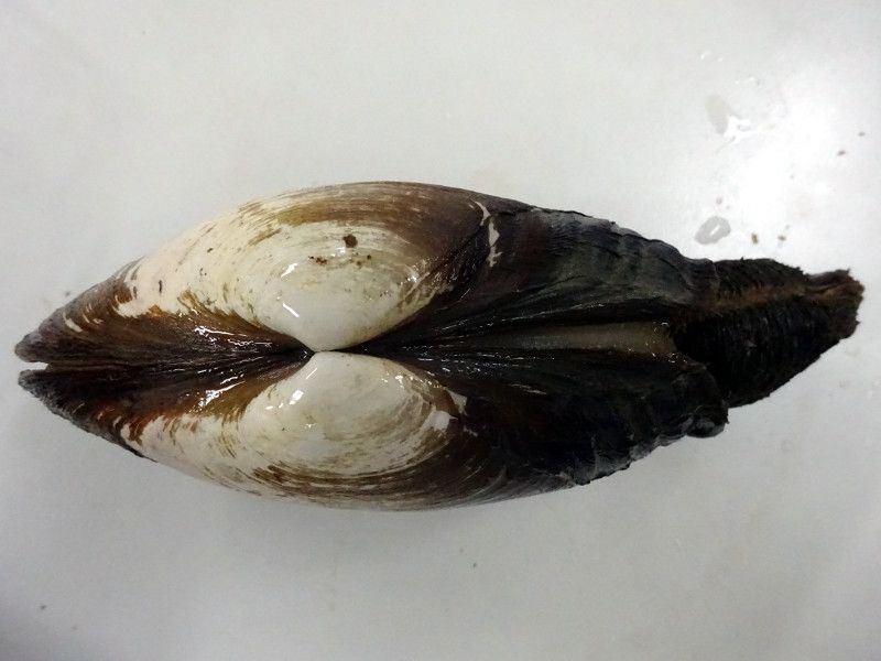 �݂邭��