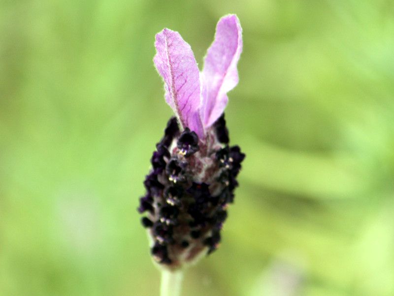 �C���O���b�V�����x���_�[(English lavender)
