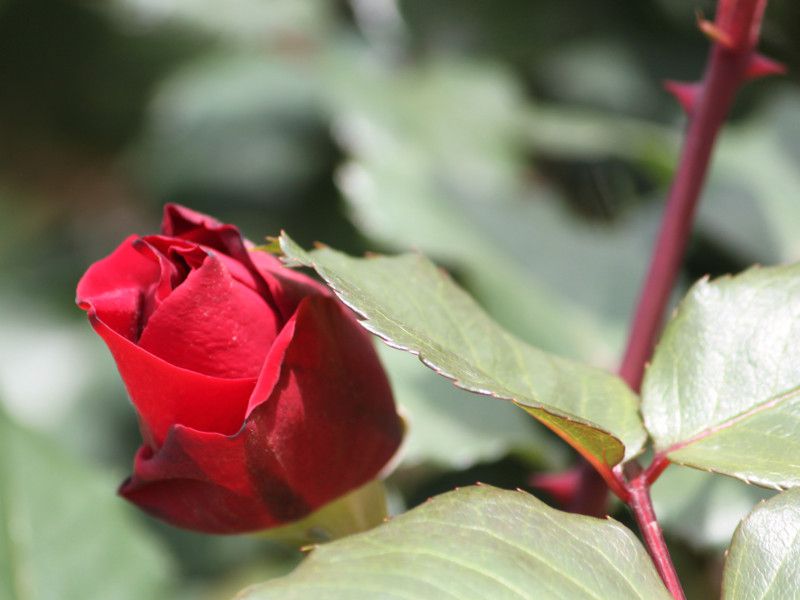 �K�NGartenzauber '84