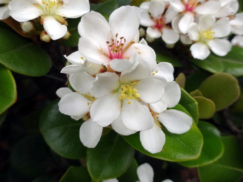 �V�������o�C