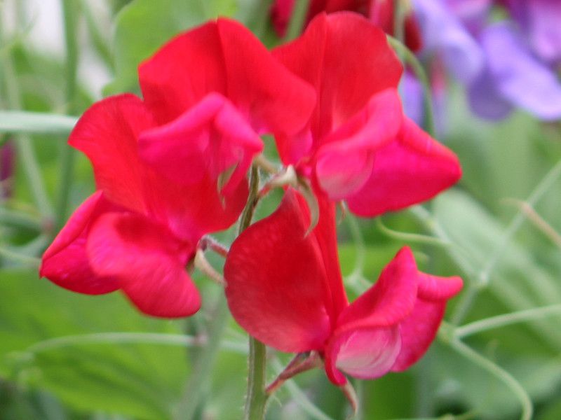 �X�C�[�g�s�[�iSweet pea�j