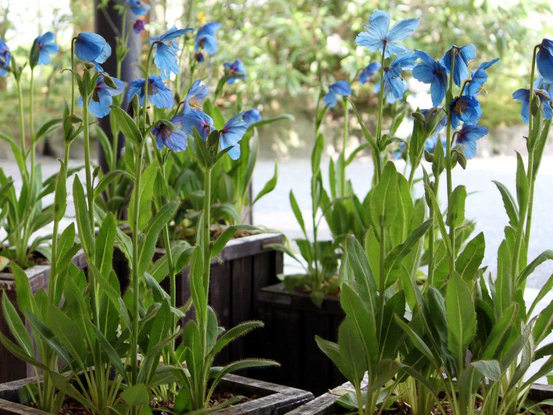 ���R�m�v�V�X�E�O�����f�B�X(Meconopsis grandis Prain) 