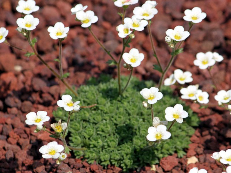 �T�L�V�t���K�E�|���A���O���J(Saxifraga polyanglica)