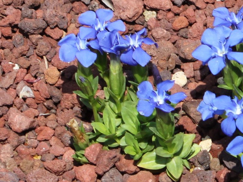 genrtiana verna
