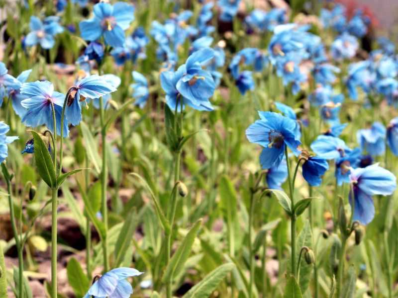 ���R�m�v�V�X�E�O�����f�B�X(Meconopsis grandis Prain) 
