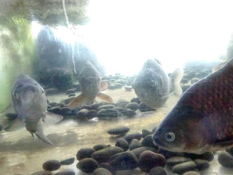 �V���o�[�A�����i�i