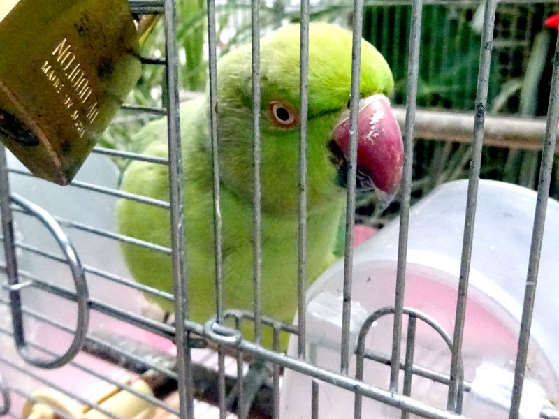 ���J�P�z���Z�C�C���R�i�֊|�{���_�F�A�w��:Psittacula krameri manillensis�j