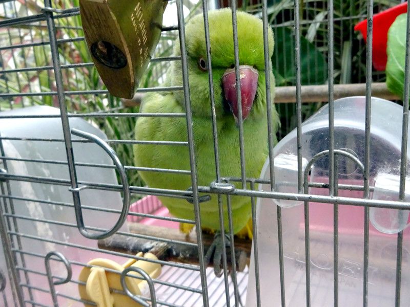 ���J�P�z���Z�C�C���R�i�֊|�{���_�F�A�w��:Psittacula krameri manillensis�j