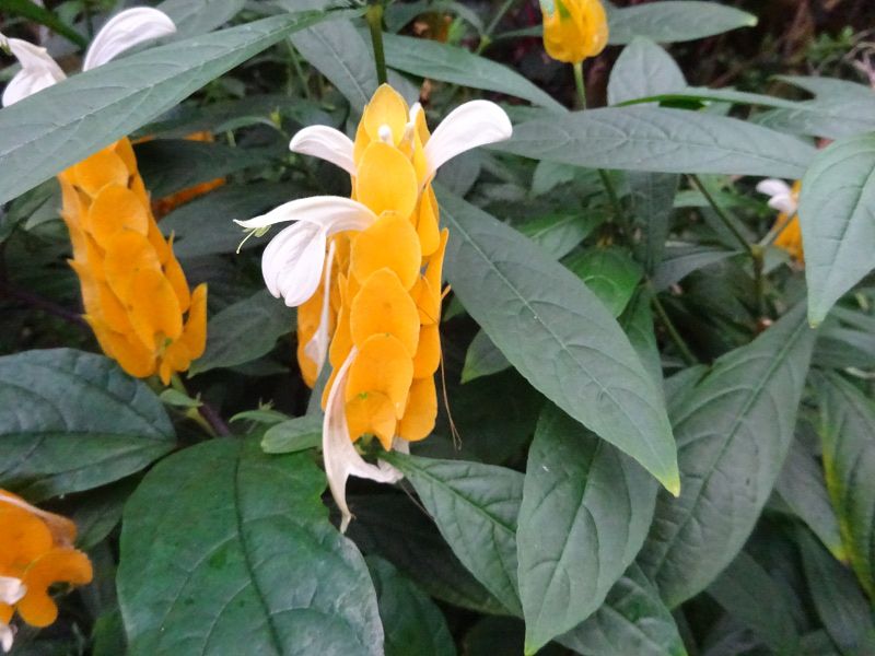 �p�L�X�^�L�X�E���e�A(Pachystachys lutea)