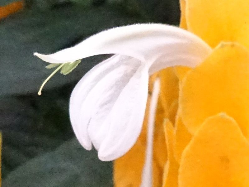 �p�L�X�^�L�X�E���e�A(Pachystachys lutea)